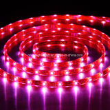 LED SMD 5060 High Power Flexible Strip-30 LEDs/M LED Light