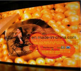 Outdoor LED Display (P12)