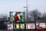 Outdoor LED Display P10