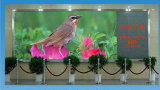F3.75 Indoor Full Color LED Display /Full Color LED Display