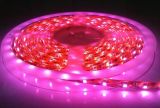 3528/5050 60LEDs/M Pink Color LED Strip Light