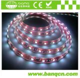 CE, RoHS Approved Warm White 5m/Roll 60LEDs/Meter 5050 SMD IP65 LED Flexible Strip Light Waterproof
