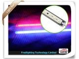 5050 30LEDs/M 7.2W LED Strip Light with CE & RoHS