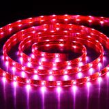 SMD 5050 LED Flexible Strip-30 LEDs/M LED Light