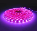 12V/24V SMD 5050 LED Strip Light for Decoration