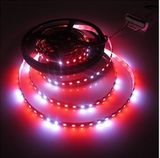 Hot Sale Different Color Glue Waterproof IP65 Ws2812 Flexible Digital IC LED Strip Light DC5V