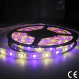 SMD5050 3528 24V RGBW Waterproof LED Flexible Light Strip