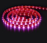 SMD 5060 High Power Flexible Strip-30 LEDs/M IP67 LED Light