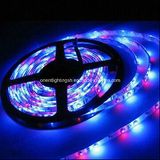 Waterproofing IP67 LED 5050 SMD RGB Flexible Strip Light