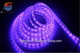 12V/24V SMD 5050 LED Strip Light with CE. RoHS for Decoration