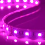 Decoration Digital 5050 SMD DC12V RGB LED Strip Light