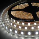 5050 5050 LED Flex Strip Light---60LEDs/M 12V White 5m/Reel Favourable (DL-5050W60C-12V)