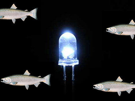 Salmon DNA LED Light
